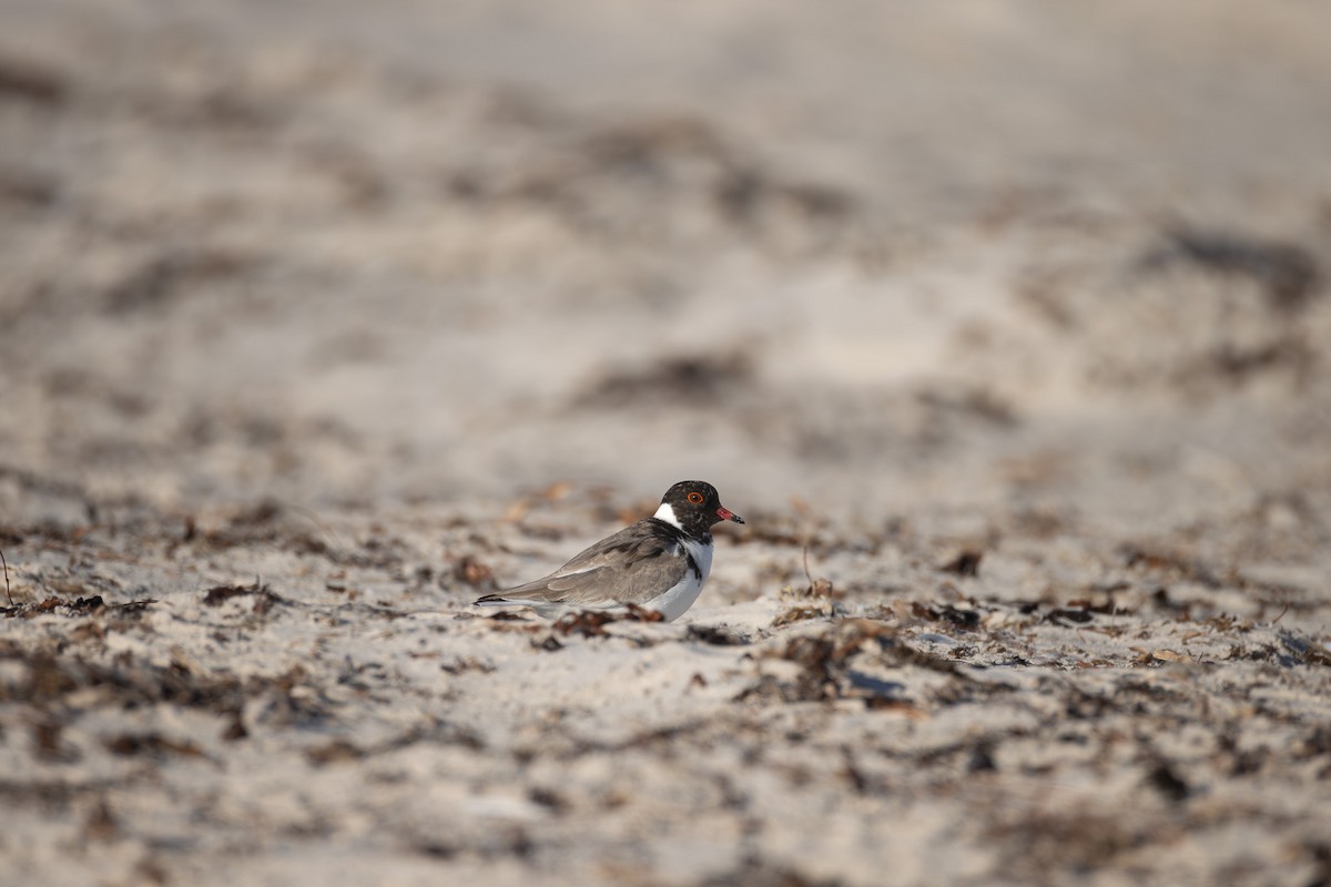 Hooded Plover - ML632606997