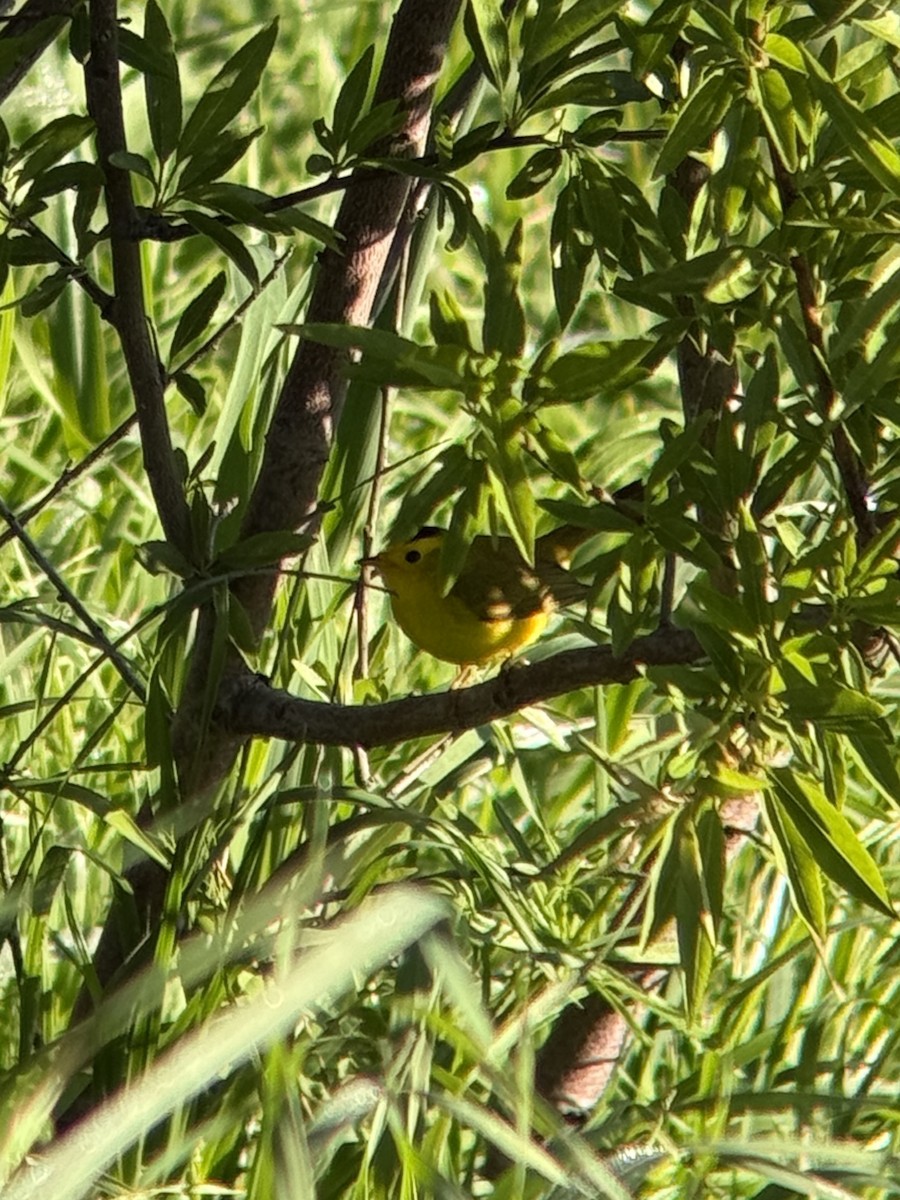 Wilson's Warbler (chryseola) - ML632607009