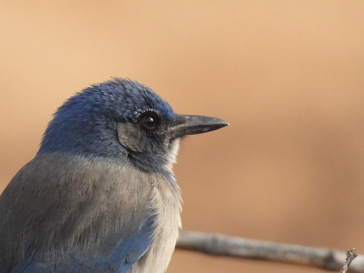 Woodhouse's Scrub-Jay - ML632607078