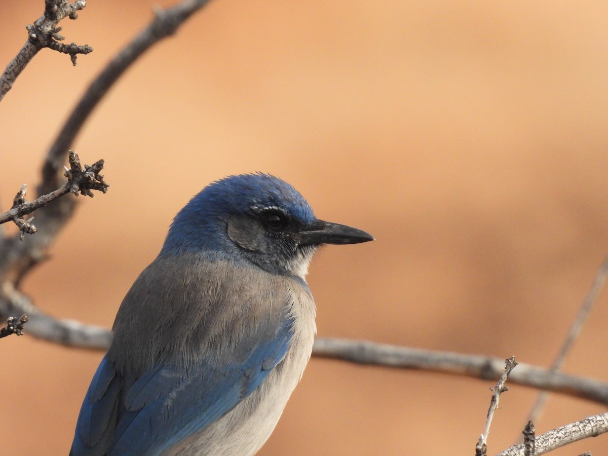 Woodhouse's Scrub-Jay - ML632607079