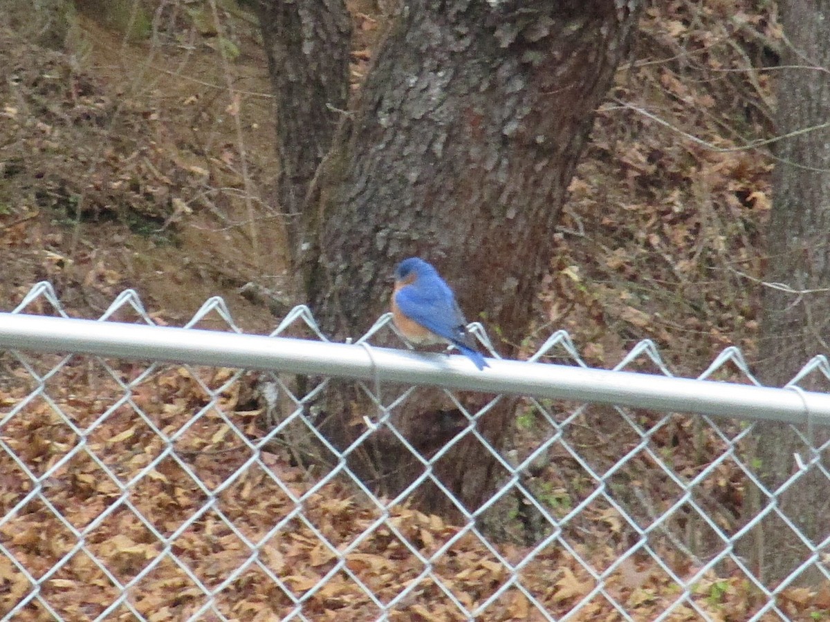 Eastern Bluebird - ML632607083
