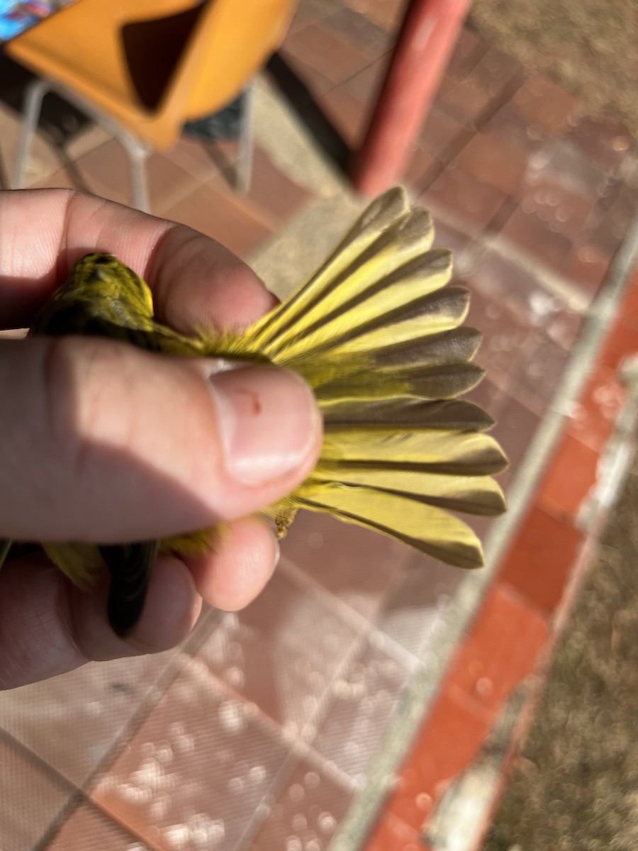 Goldwaldsänger - ML632607100