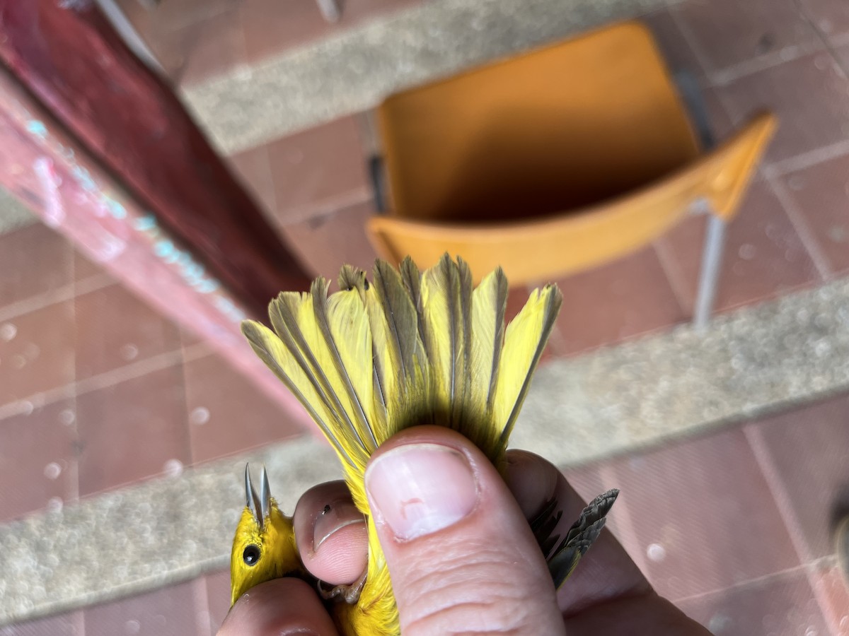Goldwaldsänger - ML632607105