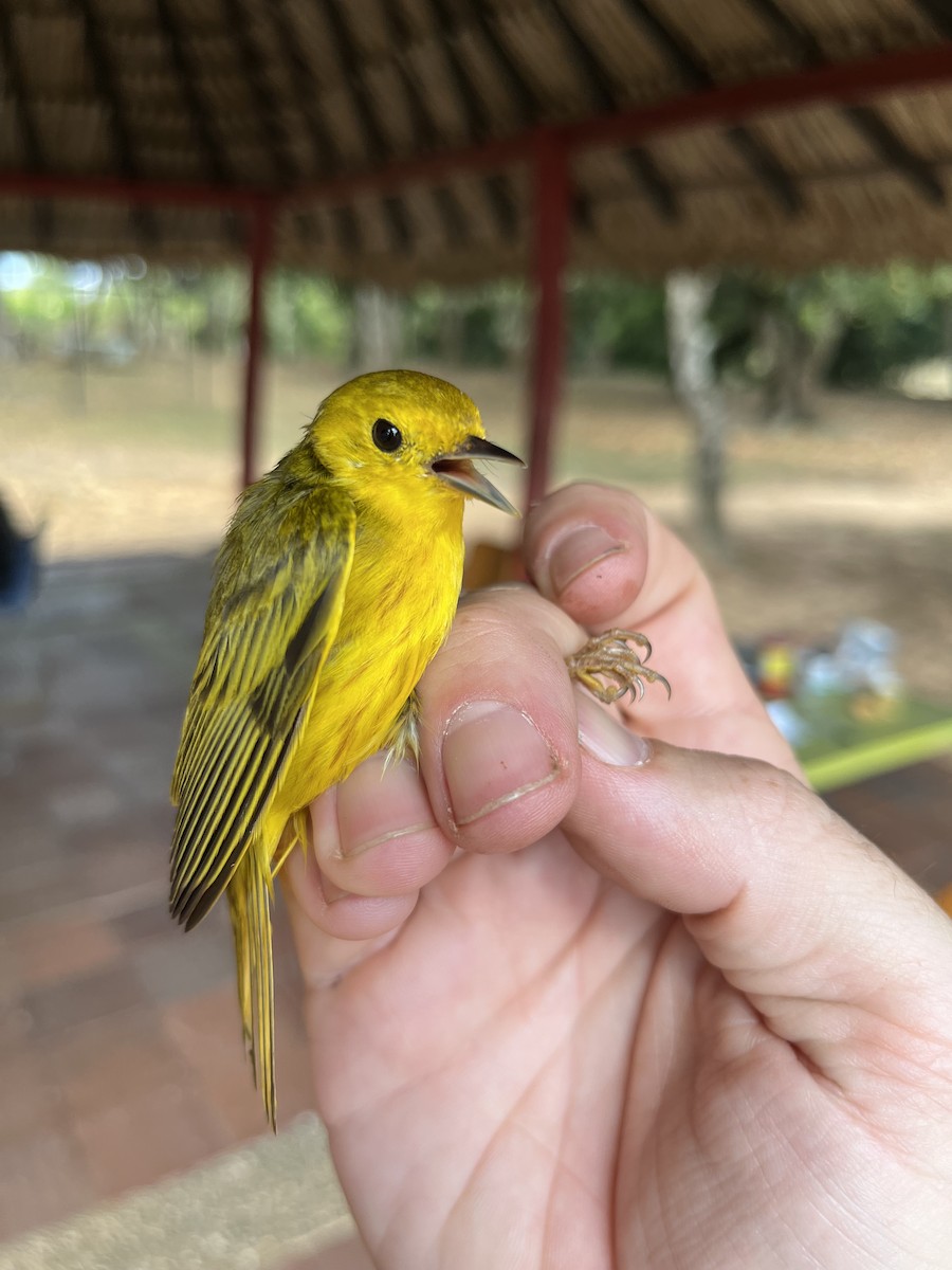 Goldwaldsänger - ML632607106