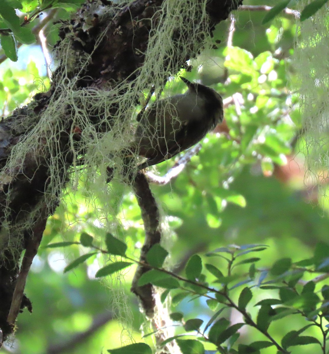 White-throated Treerunner - ML632607180