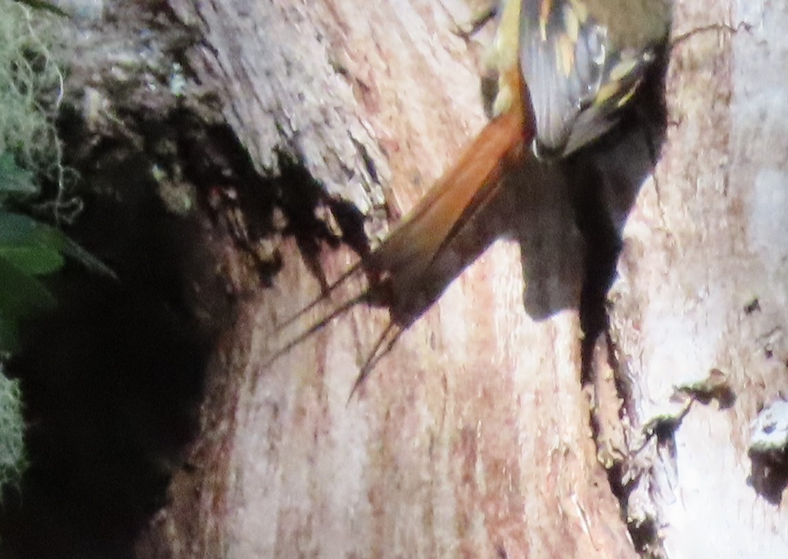 Thorn-tailed Rayadito - ML632607215