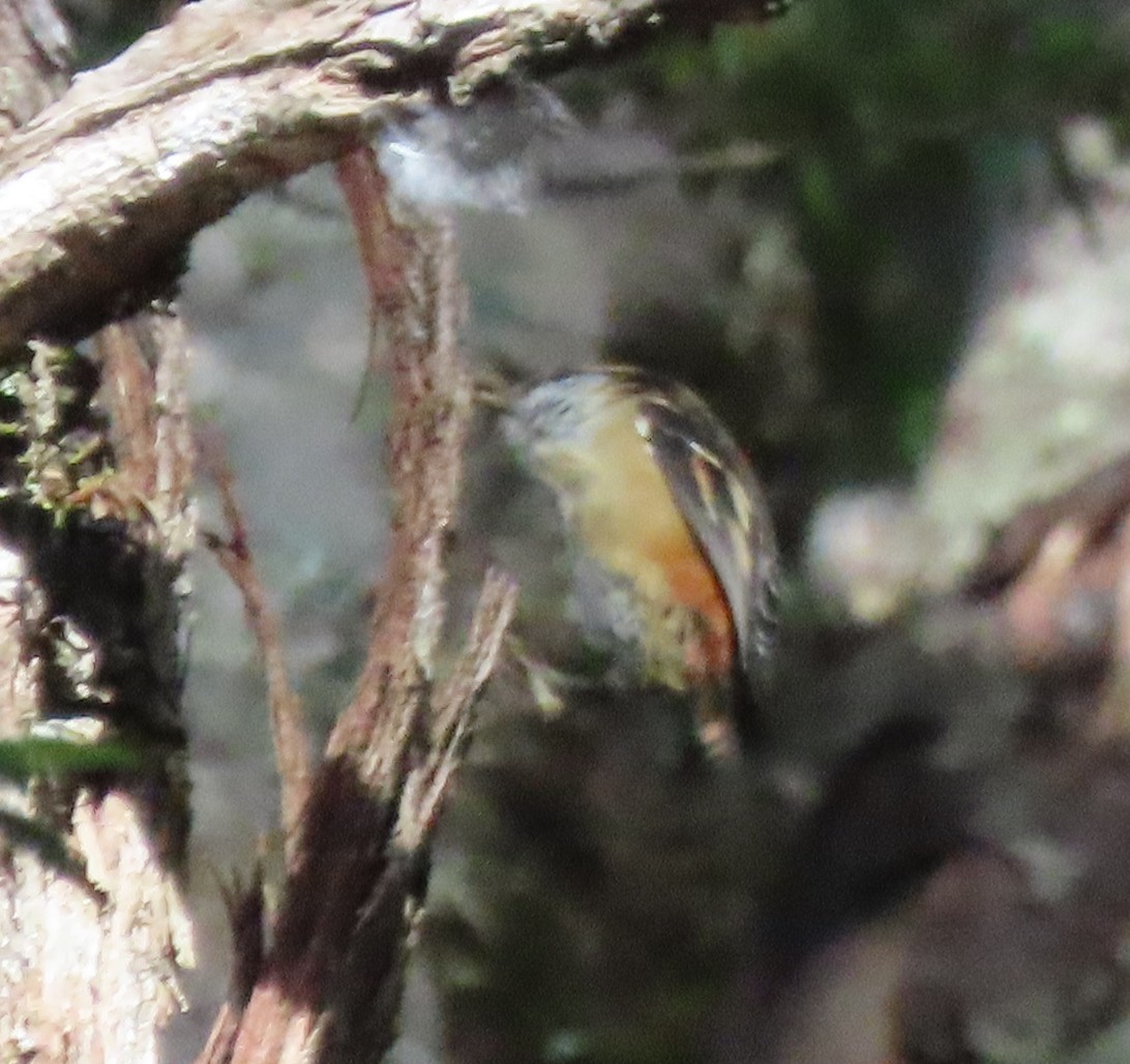 Thorn-tailed Rayadito - ML632607216