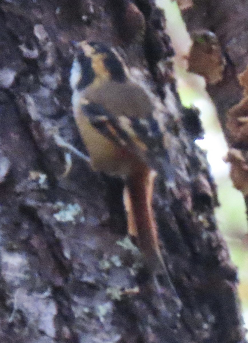 Thorn-tailed Rayadito - ML632607217