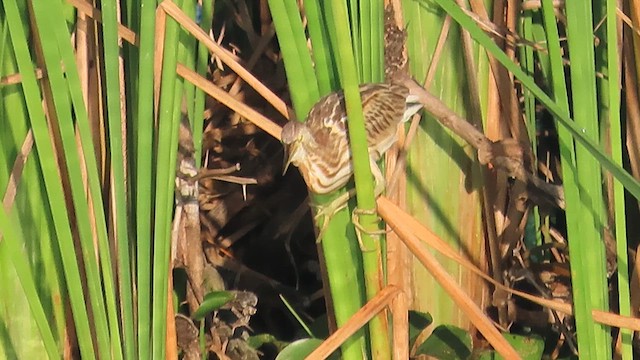 Yellow Bittern - ML632607230