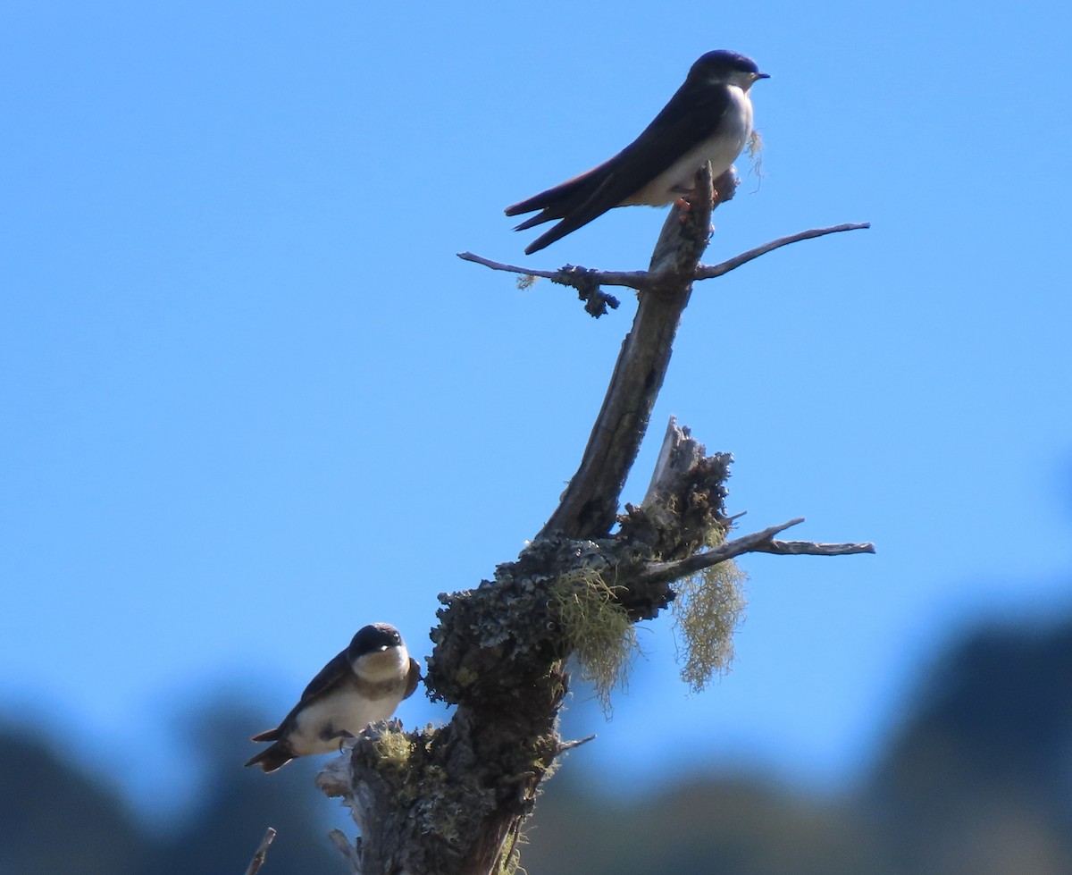 Chilean Swallow - ML632607261