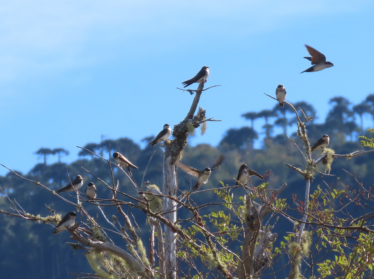 Chilean Swallow - ML632607262