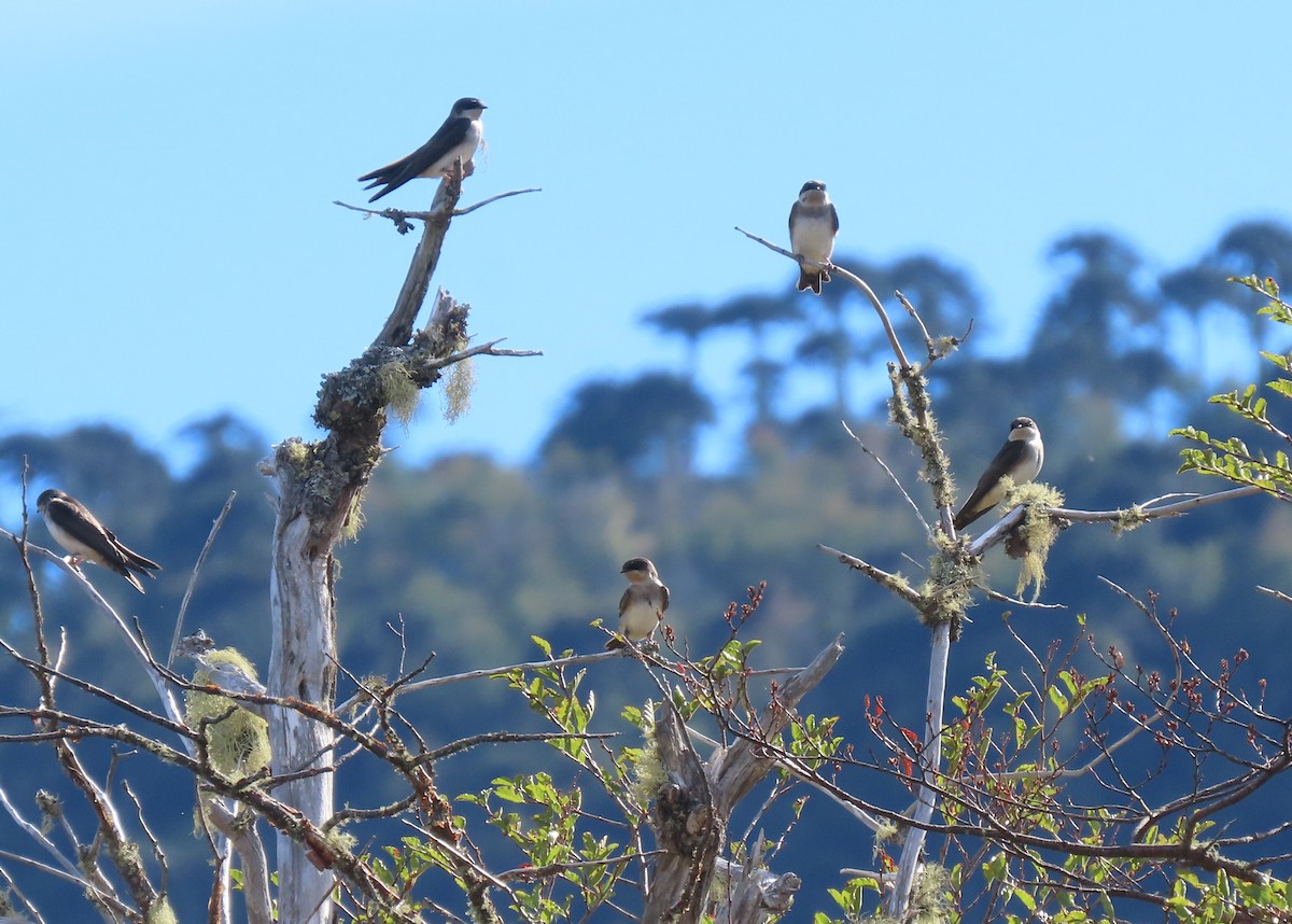 Chilean Swallow - ML632607263