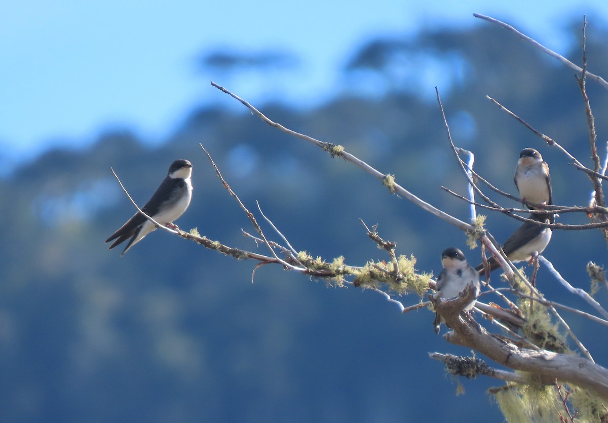 Chilean Swallow - ML632607264