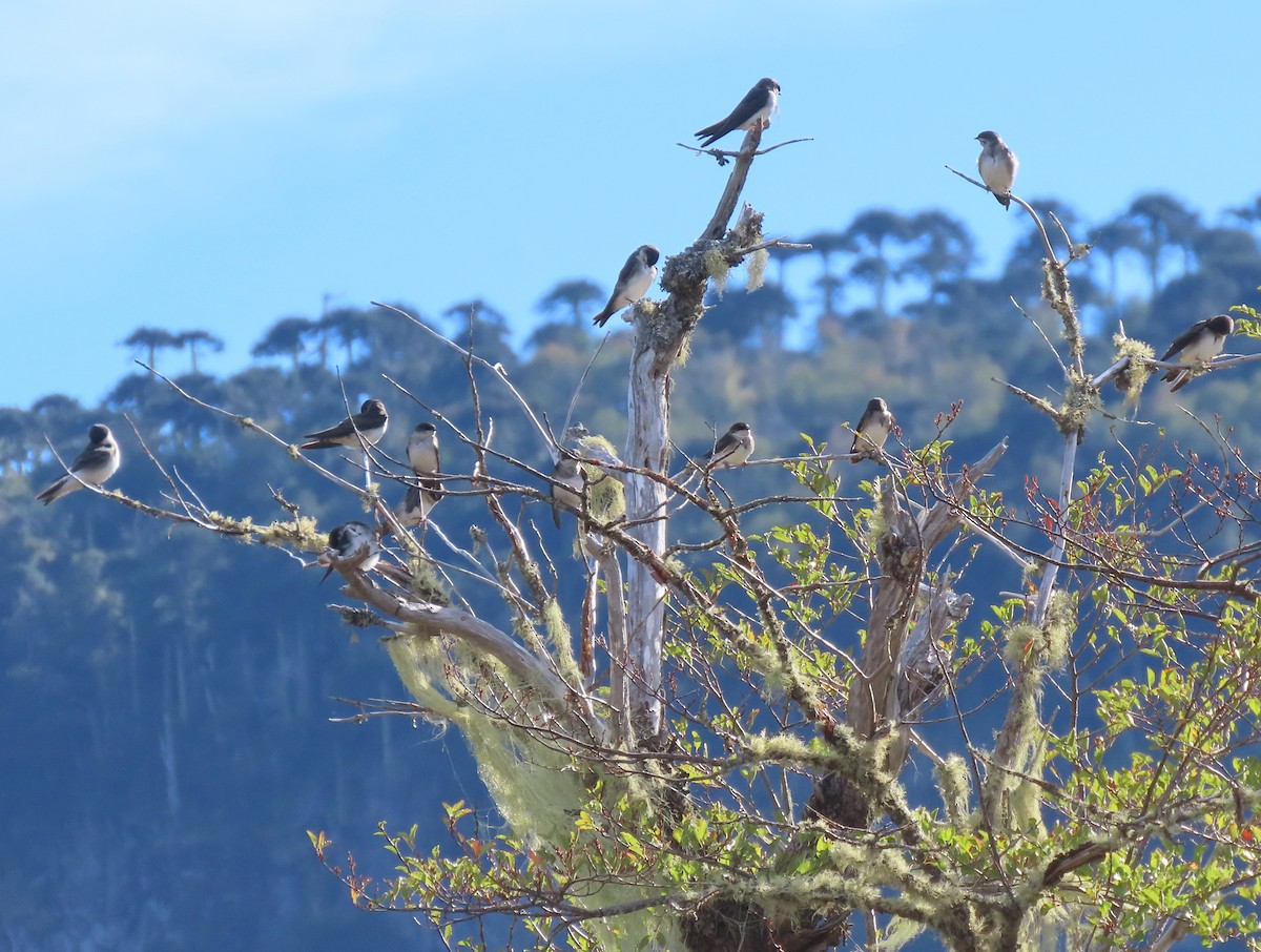 Chilean Swallow - ML632607265