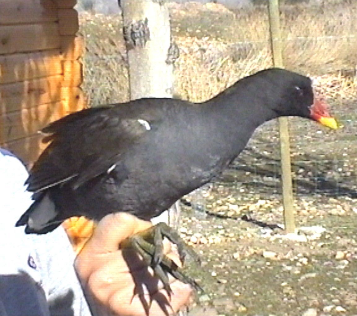 Хажилгат түнжүүр - ML632607445