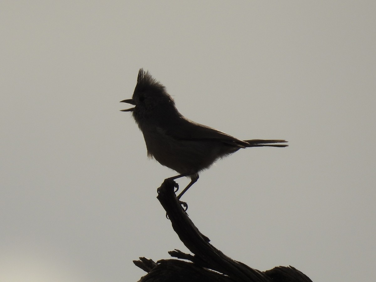 Juniper Titmouse - ML632607450