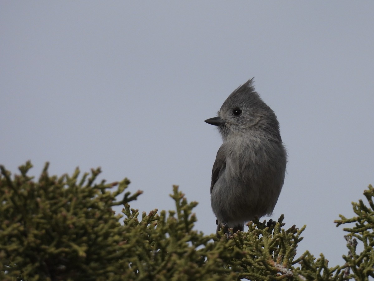 Juniper Titmouse - ML632607451