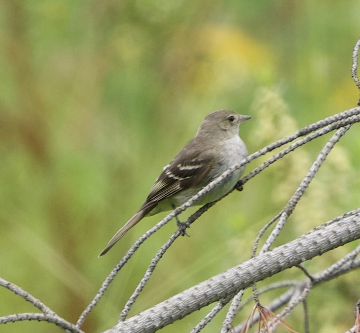 Highland Elaenia - ML632607546