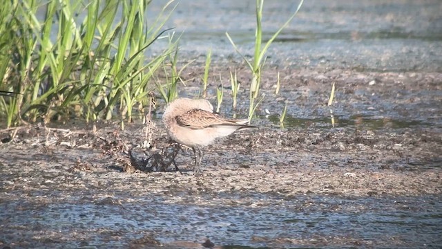 American Golden-Plover - ML632607627