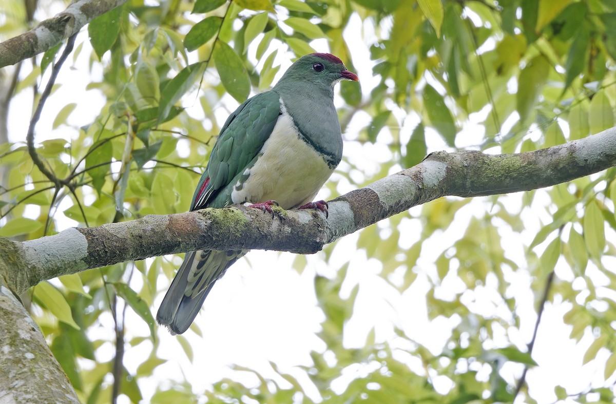 Cream-breasted Fruit-Dove - ML632607665