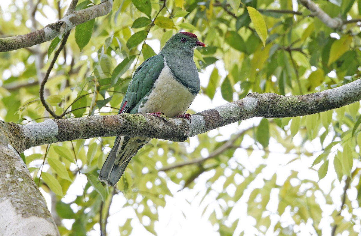 Cream-breasted Fruit-Dove - ML632607666