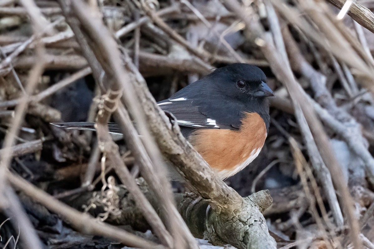 Eastern Towhee - ML632607674