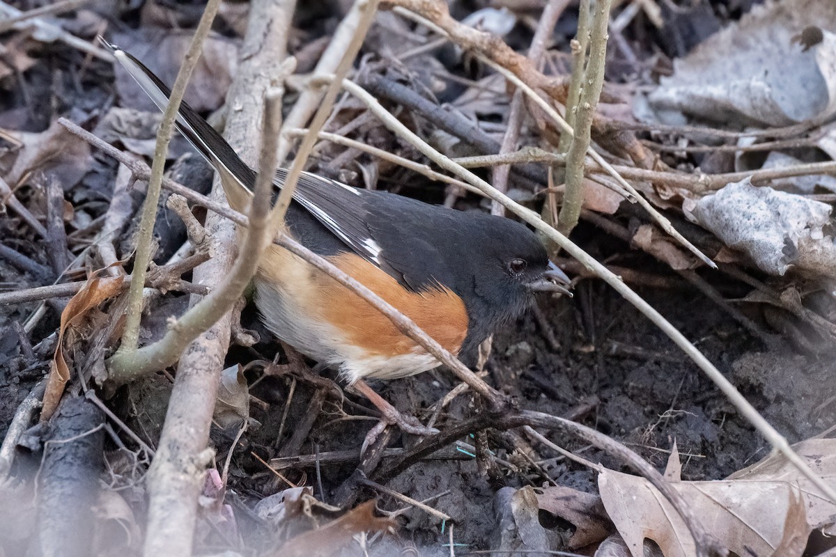 Eastern Towhee - ML632607675