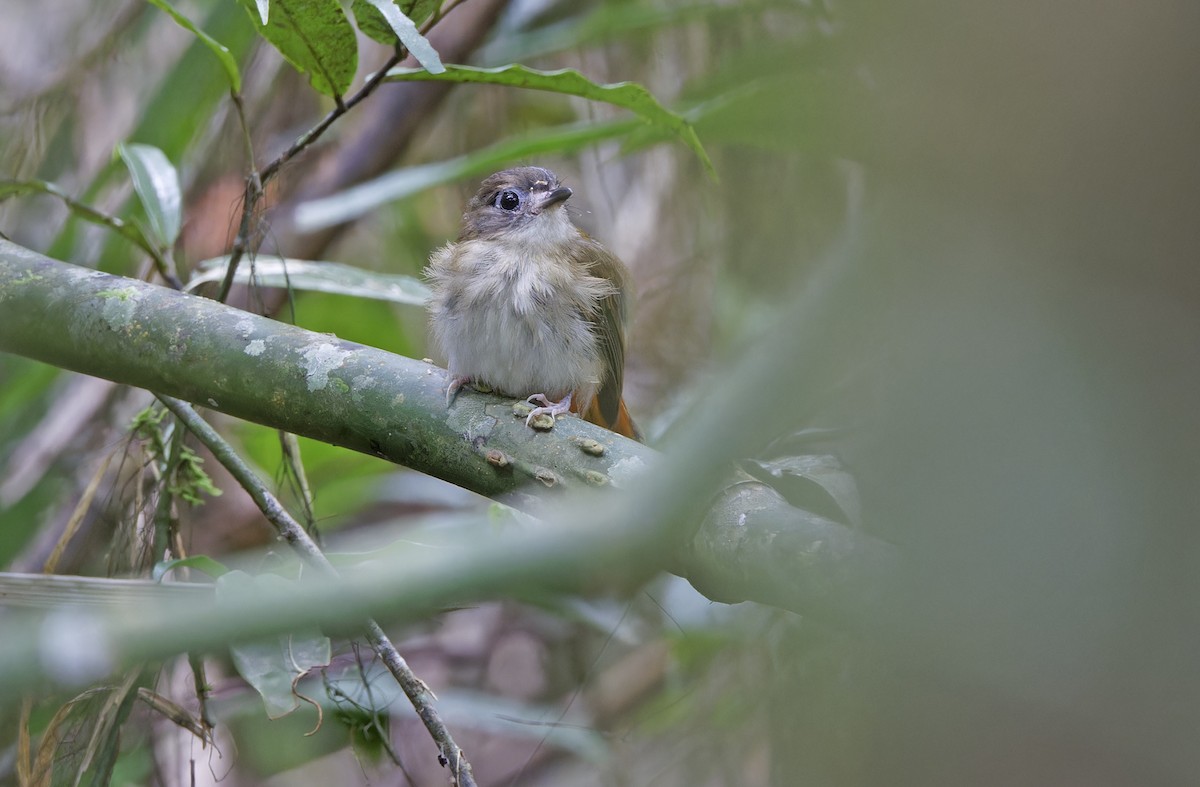 Furtive Flycatcher - ML632607677