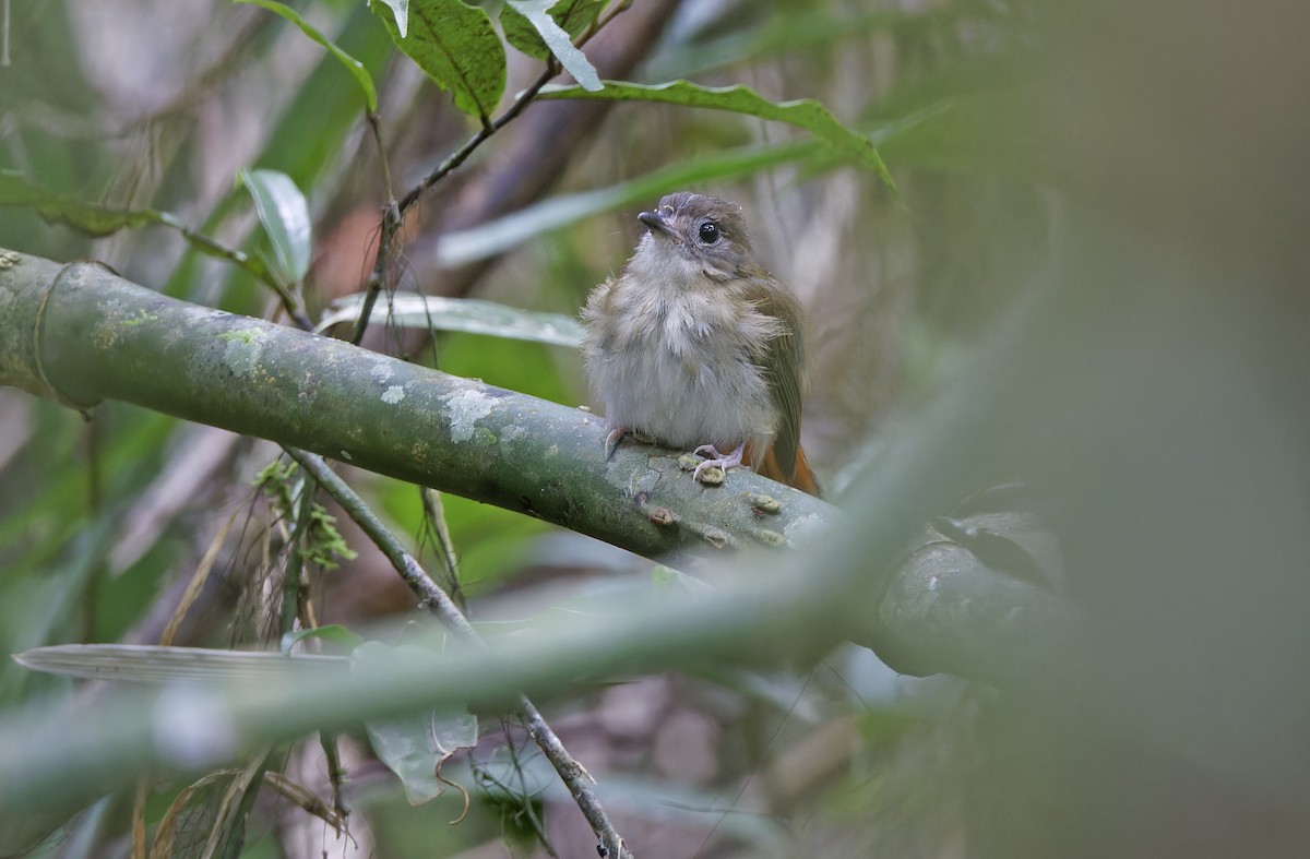 Furtive Flycatcher - ML632607678