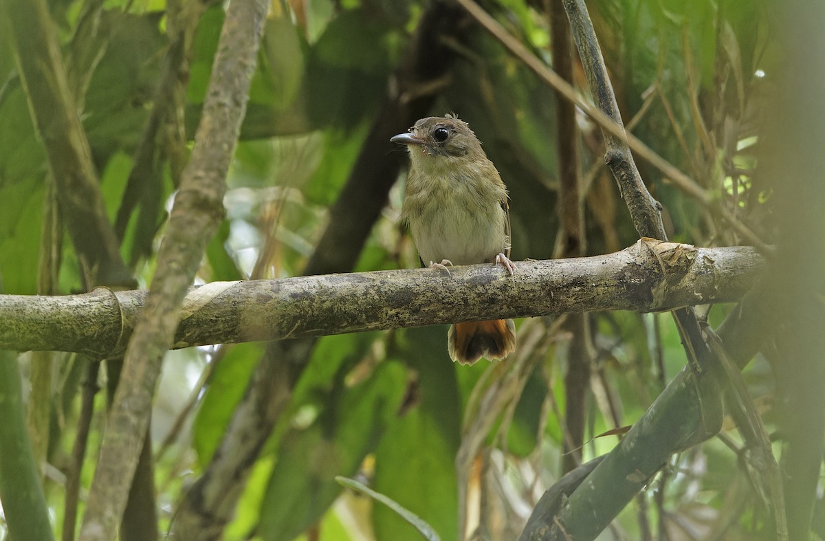 Furtive Flycatcher - ML632607679
