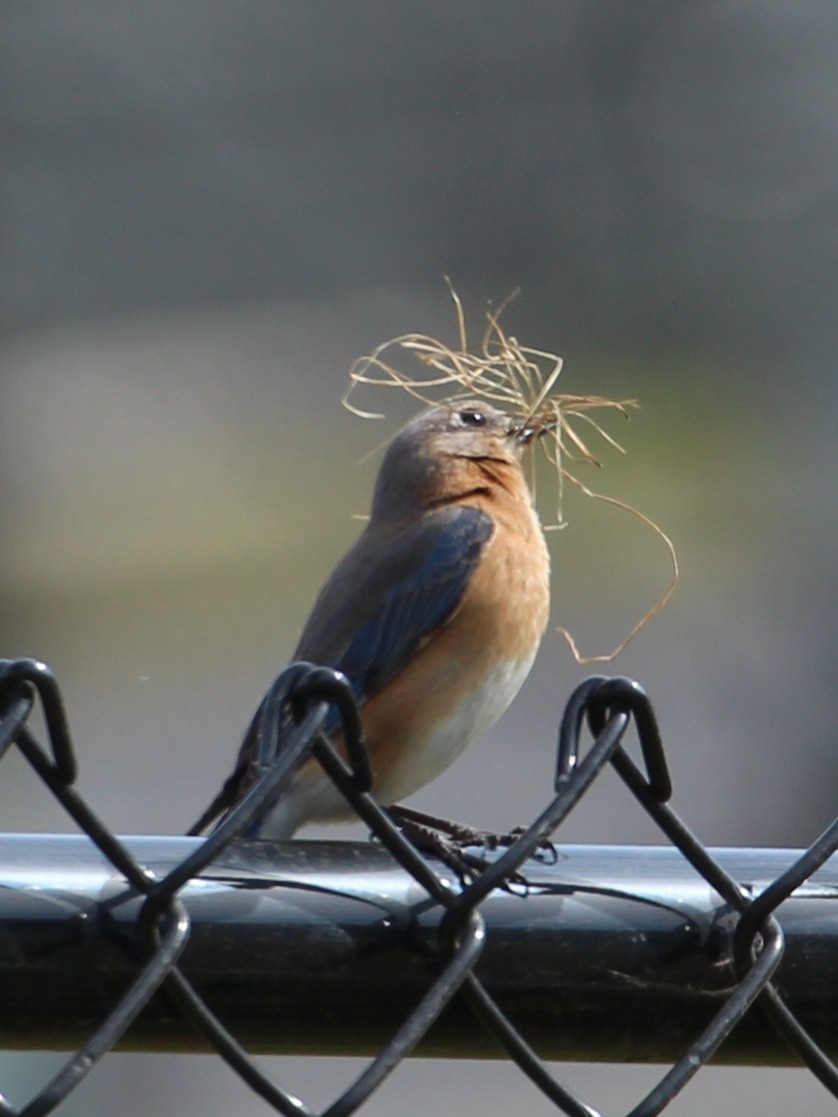 Eastern Bluebird - ML632607707