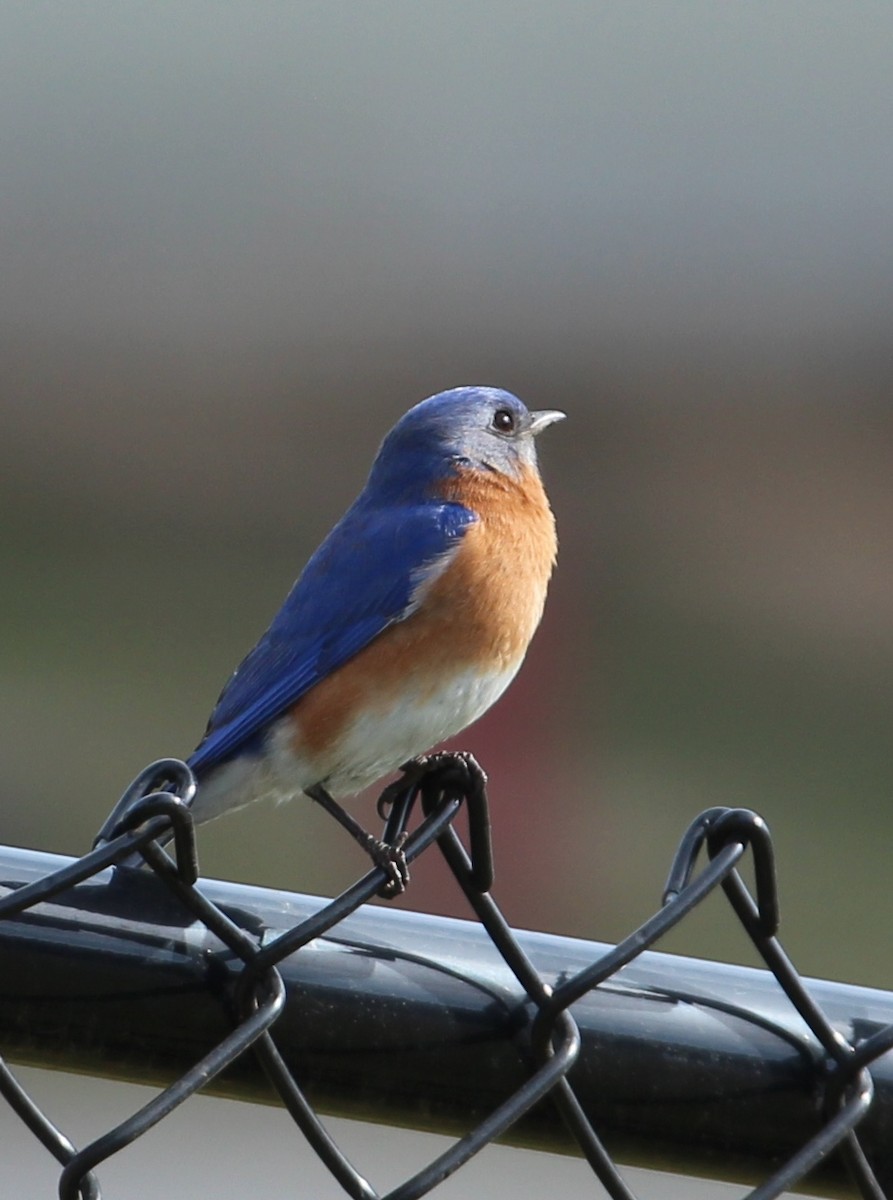 Eastern Bluebird - ML632607727