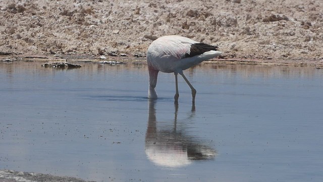 Andean Flamingo - ML632607729