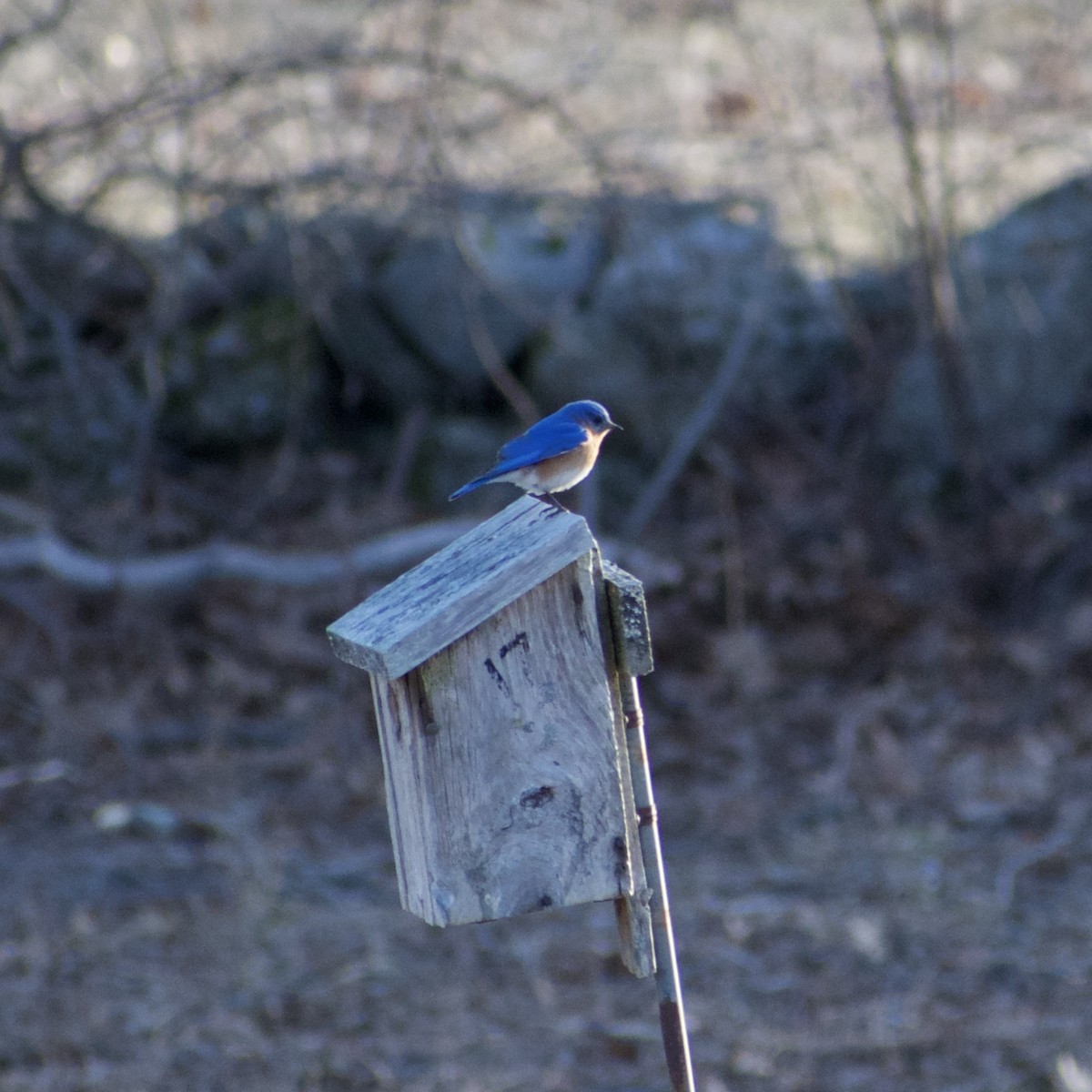 Eastern Bluebird - ML632607730