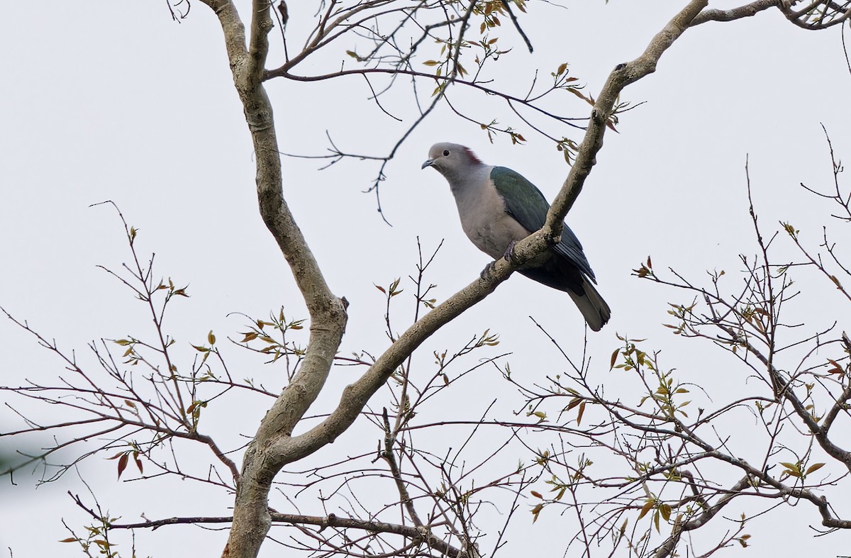 Green Imperial-Pigeon (Maroon-naped) - ML632607748