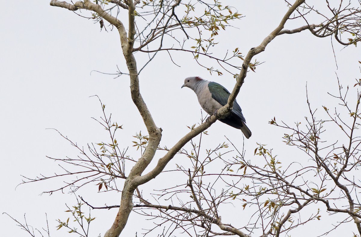 Green Imperial-Pigeon (Maroon-naped) - ML632607749