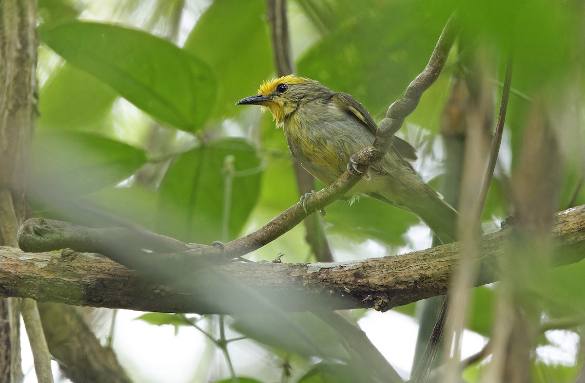 Golden-crowned Babbler - ML632607755