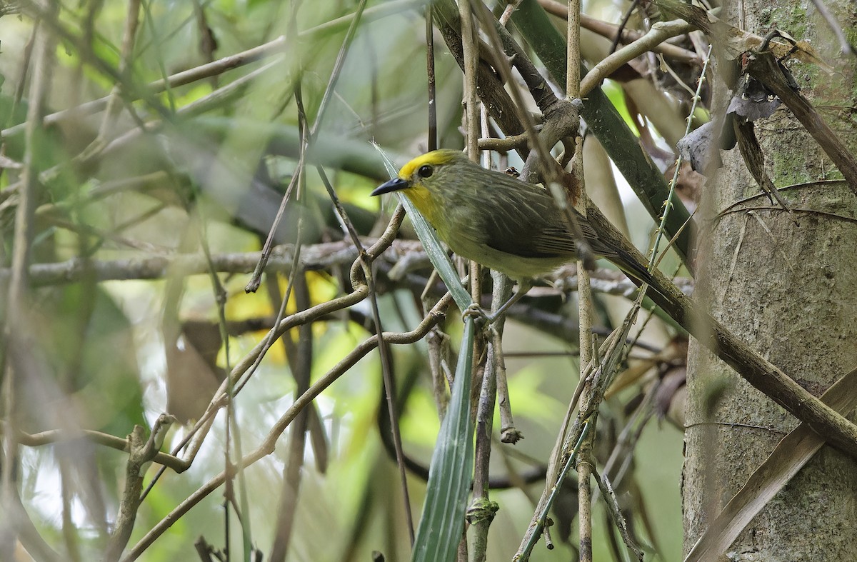 Golden-crowned Babbler - ML632607756