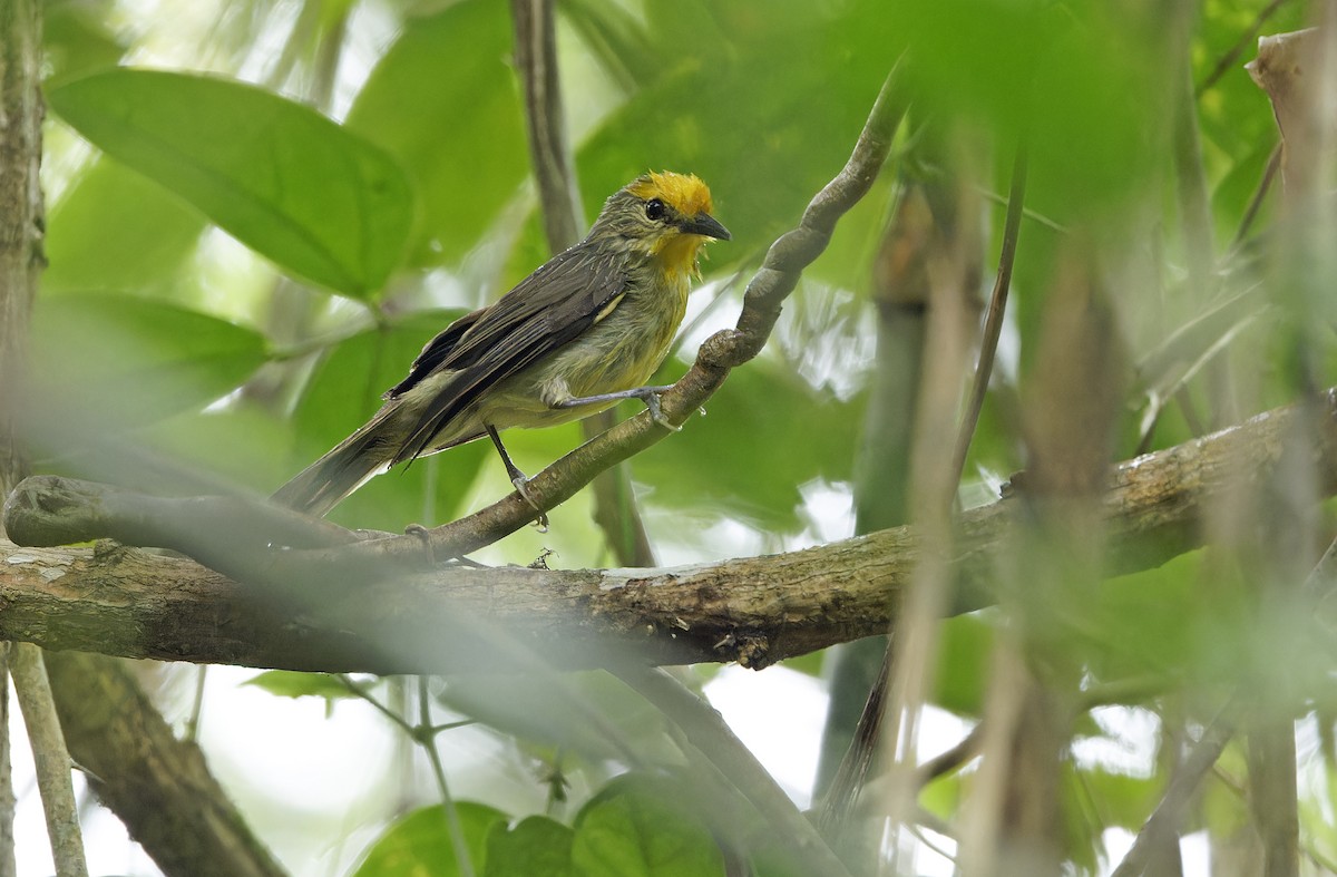 Golden-crowned Babbler - ML632607757