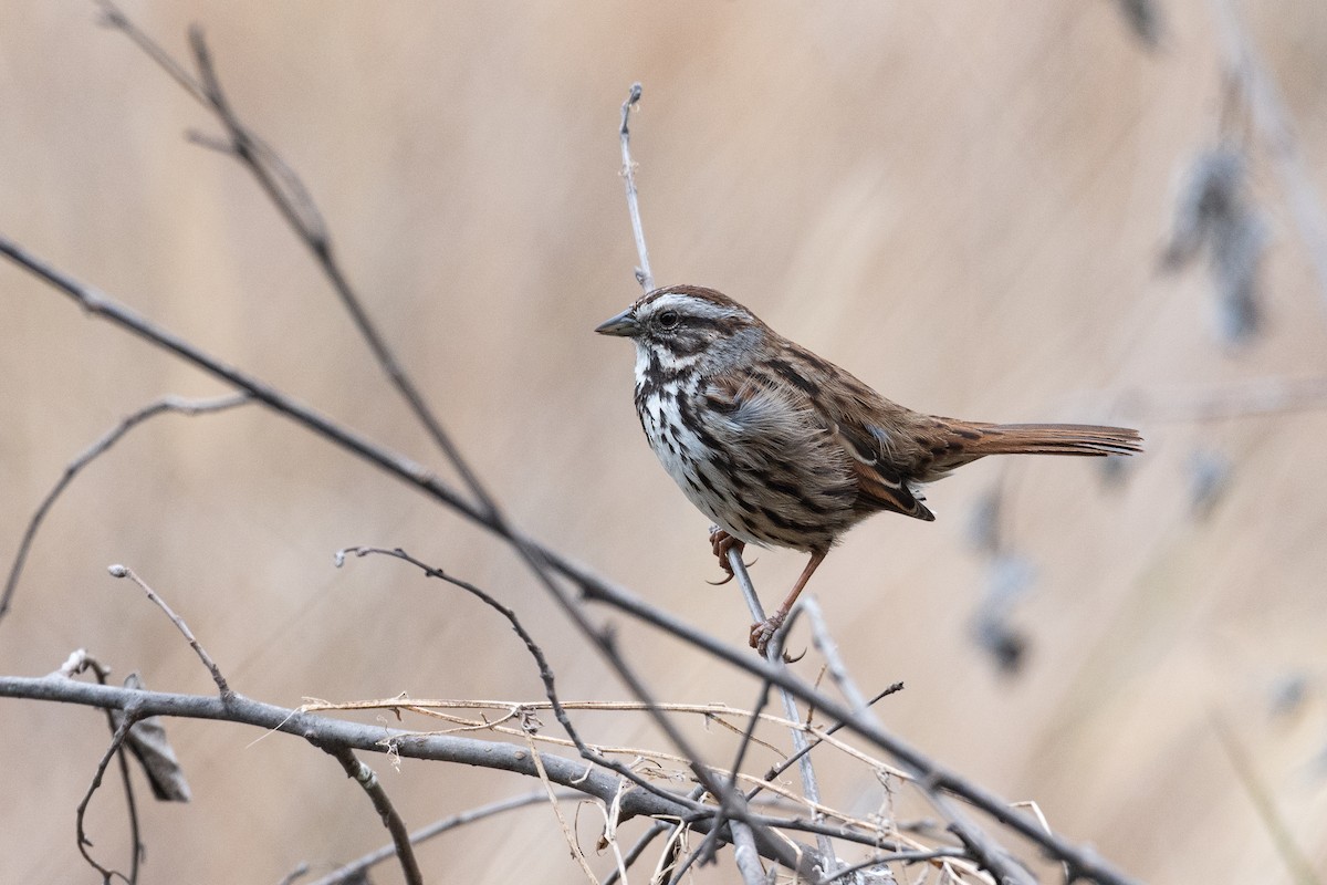 Song Sparrow - ML632607763