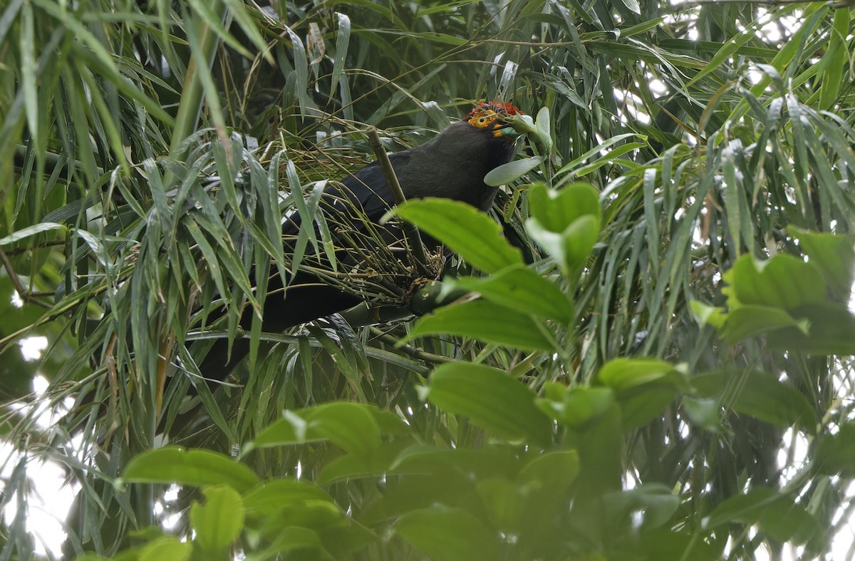 Red-crested Malkoha - ML632607772