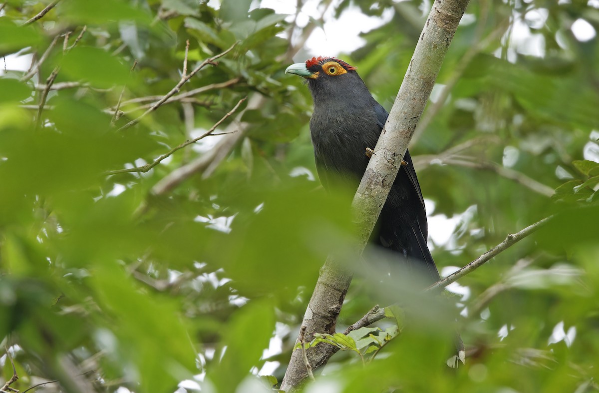 Red-crested Malkoha - ML632607809