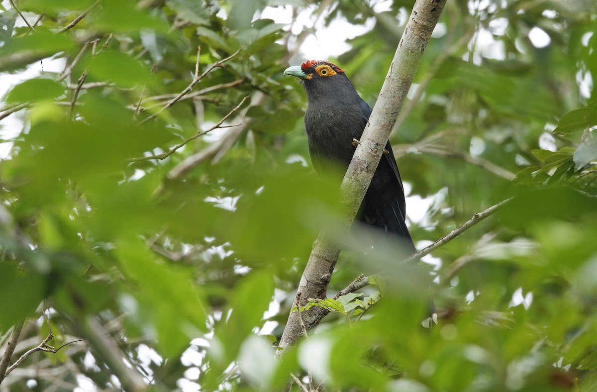 Red-crested Malkoha - ML632607810