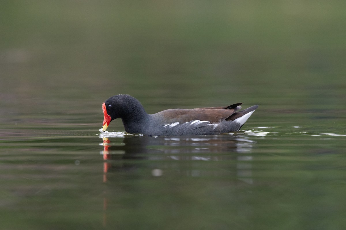 Common Gallinule - ML632607811