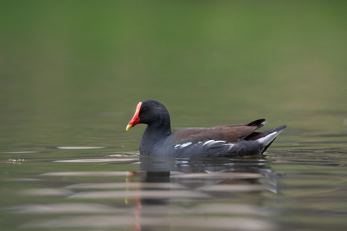 Common Gallinule - ML632607812