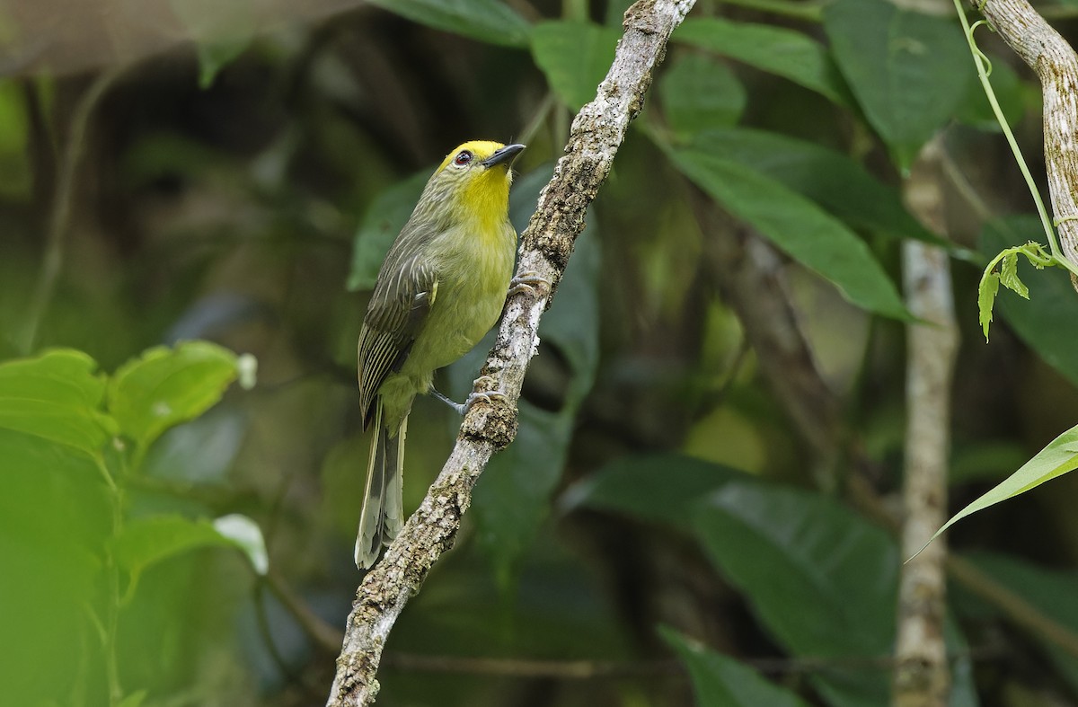 Golden-crowned Babbler - ML632607820