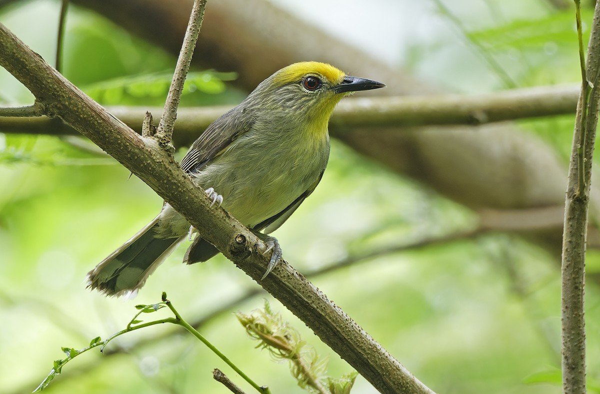 Golden-crowned Babbler - ML632607822