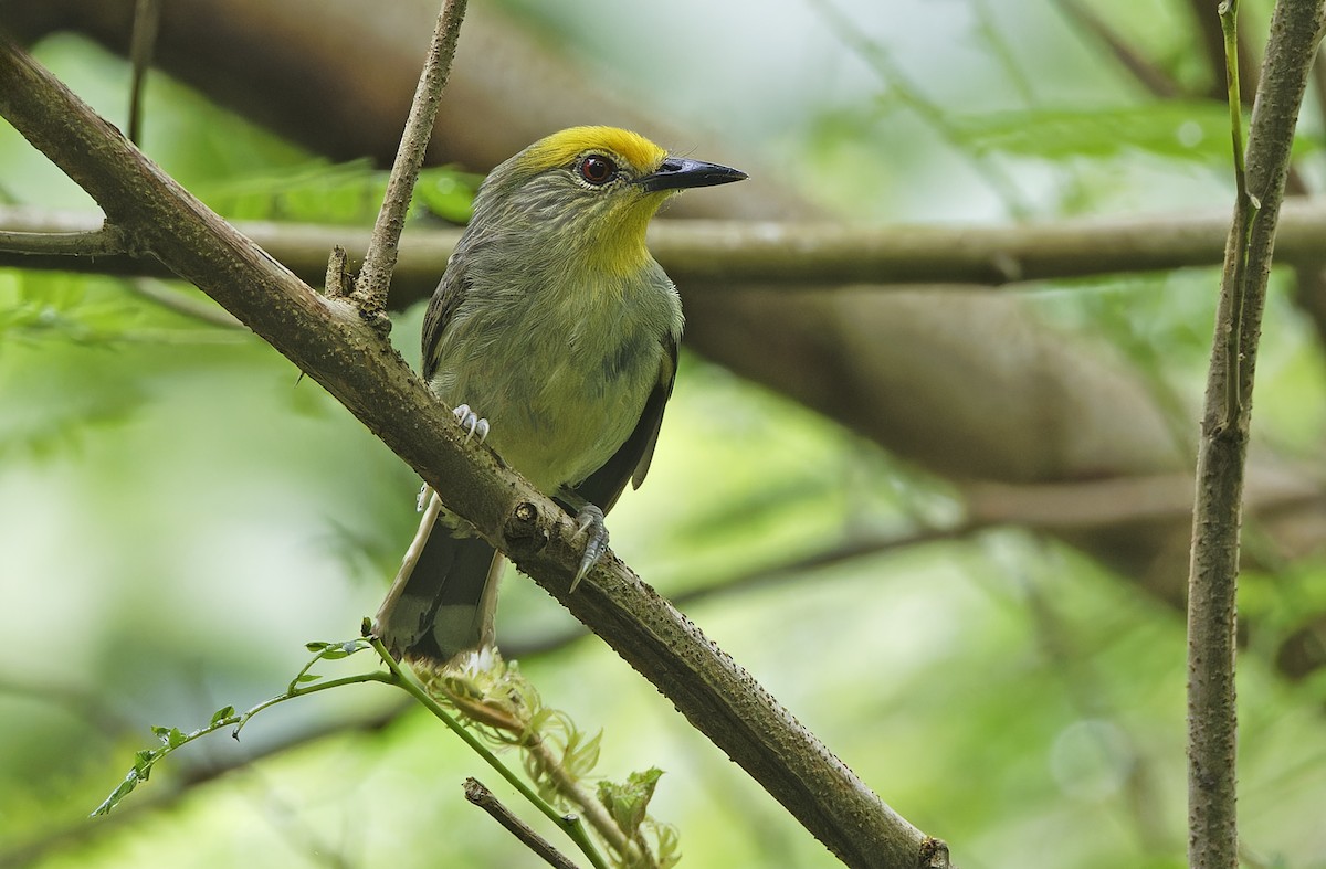 Golden-crowned Babbler - ML632607823