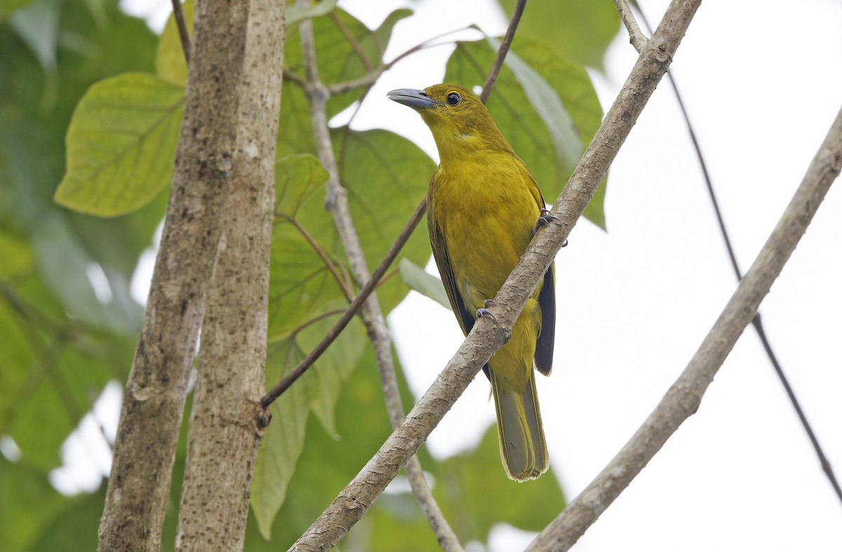 Isabela Oriole - ML632607832