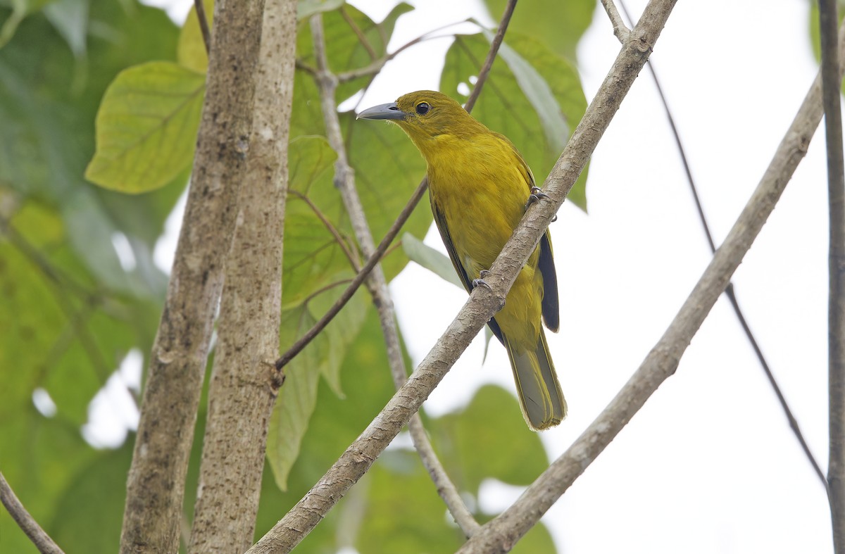 Isabela Oriole - ML632607833